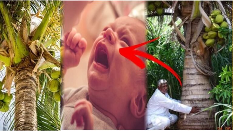 ಸಂಜೆ ಸಮಯದಲ್ಲಿ ತೆಂಗಿನ ಮರದಿಂದ ಪುಟ್ಟ ಮಗು ಒಂದು ಅಳುವ ಶಬ್ದ ಕೇಳುತ್ತಿತ್ತು.! ಏನೆಂದು ನೋಡಲು ಹೋದವ ಬೆಚ್ಚಿಬಿದ್ದ.