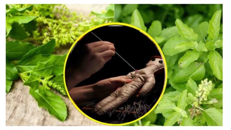 ನಿಮ್ಮ ಮೇಲೆ ಯಾರೇ ಎಷ್ಟೇ ಮಾಟ ಮಂತ್ರ ಪ್ರಯೋಗ ಮಾಡಿದ್ರು ಅದು ನಿಮಗೆ ತಗುಲಬಾರದು ಅಂದ್ರೆ ಈ ಗಿಡದಿಂದ ಚಿಕ್ಕ ಕೆಲಸವೊಂದು ಮಾಡಿ ಸಾಕು ಯಾವ ಶಕ್ತಿಯು ನಿಮಗೆ ಏನು ಮಾಡಲ್ಲ