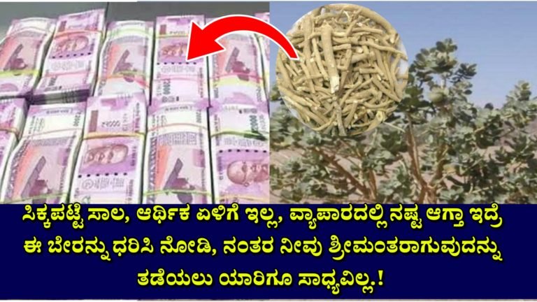 ಸಿಕ್ಕಪಟ್ಟೆ ಸಾಲ, ಆರ್ಥಿಕ ಏಳಿಗೆ ಇಲ್ಲ, ವ್ಯಾಪಾರದಲ್ಲಿ ನಷ್ಟ ಆಗ್ತಾ ಇದ್ರೆ ಈ ಬೇರನ್ನು ಧರಿಸಿ ನೋಡಿ, ನಂತರ ನೀವು ಶ್ರೀಮಂತರಾಗುವುದನ್ನು ತಡೆಯಲು ಯಾರಿಗೂ ಸಾಧ್ಯವಿಲ್ಲ.! ಸಿಕ್ಕಪಟ್ಟೆ ಸಾಲ, ಆರ್ಥಿಕ ಏಳಿಗೆ ಇಲ್ಲ, ವ್ಯಾಪಾರದಲ್ಲಿ ನಷ್ಟ ಆಗ್ತಾ ಇದ್ರೆ ಈ ಬೇರನ್ನು ಧರಿಸಿ ನೋಡಿ, ನಂತರ ನೀವು ಶ್ರೀಮಂತರಾಗುವುದನ್ನು ತಡೆಯಲು ಯಾರಿಗೂ ಸಾಧ್ಯವಿಲ್ಲ.!
