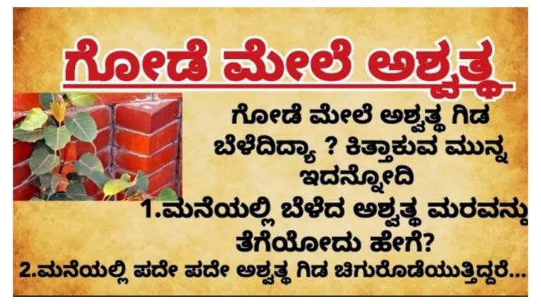ಗೋಡೆ ಅಥವಾ ಮನೆ ಮೇಲೆ ಗಿಡಗಳು ಬೆಳೆದಿದ್ಯಾ.? ಕಿತ್ತಾಕುವ ಮುನ್ನ ಇದನ್ನು ತಪ್ಪದೆ ತಿಳಿದುಕೊಳ್ಳಿ.!