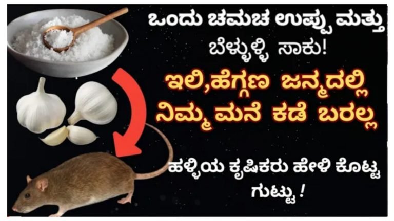 ಇಲಿ ಹೆಗ್ಗಾಣ ಈ ಜನ್ಮದಲ್ಲಿ ನಿಮ್ಮ ಮನೆ ಕಡೆ ಬರಲ್ಲ ಹೀಗೆ ಮಾಡಿ ಸಾಕು.!