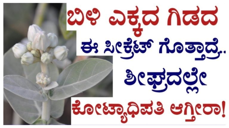 ಎಕ್ಕದ ಗಿಡದ ಈ ಸೀಕ್ರೆಟ್ ತಿಳಿದುಕೊಂಡ್ರೆ ಹಣಕಾಸಿನ ಸಮಸ್ಯೆ ಕಳೆದು ಕೋಟ್ಯಾಧಿಪತಿ ಆಗುತ್ತೀರಿ.!