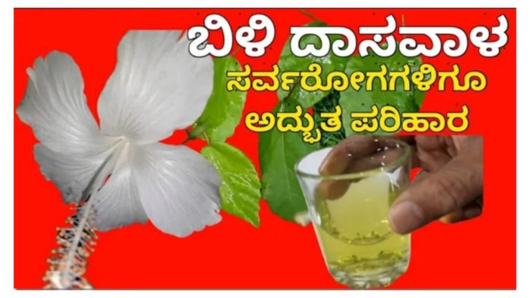 ಬಿಳಿ ದಾಸವಾಳದಿಂದ ಎಷ್ಟೆಲ್ಲಾ ಪ್ರಯೋಜನಗಳಿವೆ ಇದನ್ನು ಹೇಗೆ ಬಳಸಬೇಕು ನೋಡಿ.!
