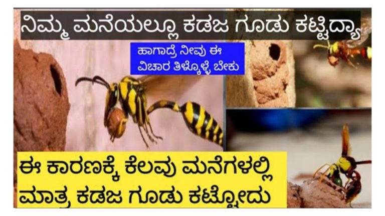 ನಿಮ್ಮ ಮನೆಗಳಲ್ಲೂ ಕೂಡ ಕಡಜ ಗೂಡು ಕಟ್ಟುತ್ತಿದೆಯಾ ಹಾಗಾದರೆ ನೀವು ಈ ವಿಚಾರ ತಿಳಿದುಕೊಳ್ಳಲೇಬೇಕು.!