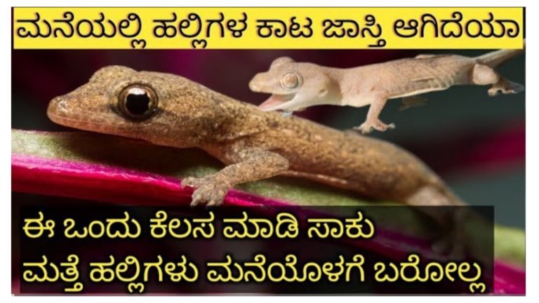 ಮನೆಯಲ್ಲಿ ಹಲ್ಲಿಗಳ ಕಾಟ ಜಾಸ್ತಿ ಆಗಿದಿಯಾ, ಈ ಕೆಲಸ ಮಾಡಿ ಸಾಕು ಮತ್ತೆ ಹಲ್ಲಿಗಳು ಮನೆಯೊಳಗೆ ಬರಲ್ಲ.!