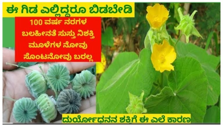 ಇದನ್ನ ತಿಂದ್ರೆ 100 ವರ್ಷ ನಿಮ್ಮ ಬಲ ತೆಗ್ಗಲ್ಲ, ಸೊಂಟ ಬಗ್ಗಲ್ಲ, ನಿಶಕ್ತಿ ಬಲಹೀನತೆ ನರಗಳ ಮೂಳೆಗಳ ಸೆಳೆತ ಲಕ್ವಾ ಪೈಲ್ಸ್ ಎಲ್ಲದಕ್ಕೂ ಮನೆ ಮದ್ದು.!