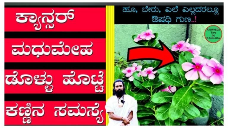 ಕಣ್ಣಿನ ಸಮಸ್ಯೆ, ಕ್ಯಾನ್ಸರ್, ಡೊಳ್ಳು ಹೊಟ್ಟೆ, ಸಕ್ಕರೆ ಕಾಯಿಲೆ ಇವುಗಳಿಗೆ ರಾಮಬಾಣ ಈ ಹೂವಿನ ಗಿಡ.! ಕಣ್ಣಿನ ಸಮಸ್ಯೆ, ಕ್ಯಾನ್ಸರ್, ಡೊಳ್ಳು ಹೊಟ್ಟೆ, ಸಕ್ಕರೆ ಕಾಯಿಲೆ ಇವುಗಳಿಗೆ ರಾಮಬಾಣ ಈ ಹೂವಿನ ಗಿಡ.!