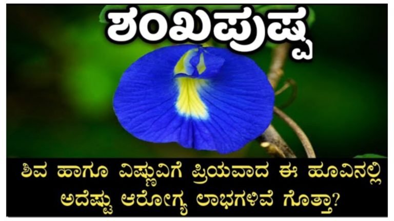 ಶಿವ ಹಾಗೂ ವಿಷ್ಣುಪ್ರಿಯವಾ ಈ ಶಂಖ ಪುಷ್ಪದಿಂದ ಎಷ್ಟೆಲ್ಲಾ ಆರೋಗ್ಯಕರ ಪ್ರಯೋಜನಗಳಿವೆ ಗೊತ್ತ.?