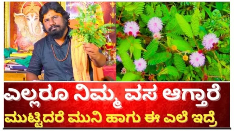 ಮುಟ್ಟಿದರೆ ಮುನಿ ಈ ಎಲೆ ಇದ್ದರೆ ಸಾಕು ಎಲ್ಲರೂ ನಿಮ್ಮ ವಶ ಆಗುತ್ತಾರೆ