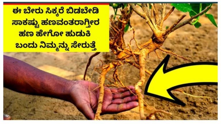 ಈ ಬೇರು ಸಿಕ್ಕರೆ ಬಿಡಬೇಡಿ, ಹಣ ಆಕರ್ಷಣೆ ಮಾಡುವ ಬೇರಿದು ಬೇಗ ಶ್ರೀಮಂತರಾಗುತ್ತೀರಾ, ನಿಮ್ಮನ್ನೇ ಹುಡುಕಿ ಹಣ ಬಂದು ಸೇರುತ್ತದೆ.!