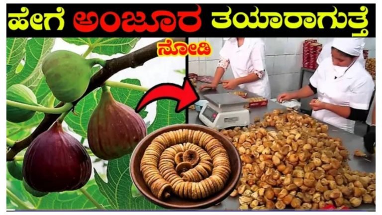 ಅಂಜೂರದ ಹಣ್ಣು ಹೇಗೆ ತಯಾರಾಗುತ್ತದೆ.? ಇದು ಆರೋಗ್ಯಕ್ಕೆ ಎಷ್ಟು ಉತ್ತಮ ನೋಡಿ.!