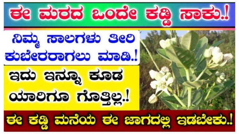 ಈ ಮರದ ಒಂದು ಕಡ್ಡಿ ಮನೆಯಲ್ಲಿದ್ದರೆ ಸಾಕು ನಿಮ್ಮ ಸಾಲಗಳೆಲ್ಲಾ ತೀರಿ ಕುಬೇರರಾಗುತ್ತೀರಿ.! ಈ ಮರದ ಒಂದು ಕಡ್ಡಿ ಮನೆಯಲ್ಲಿದ್ದರೆ ಸಾಕು ನಿಮ್ಮ ಸಾಲಗಳೆಲ್ಲಾ ತೀರಿ ಕುಬೇರರಾಗುತ್ತೀರಿ.!