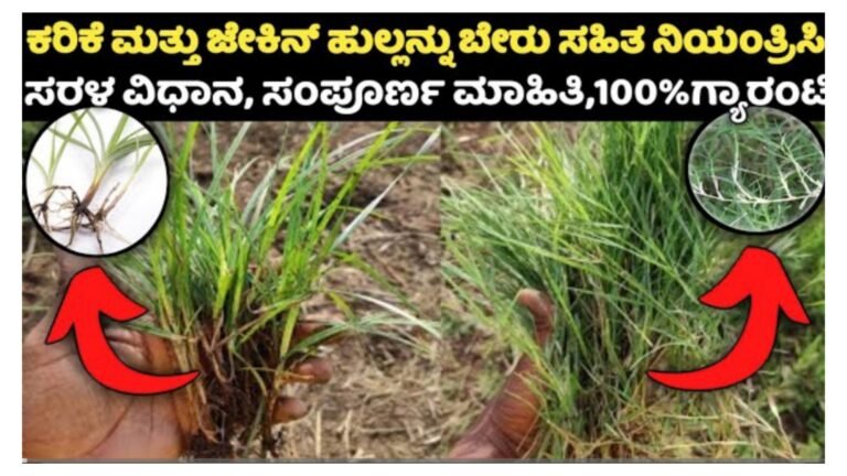 ಗರಿಕೆ ಮತ್ತು ಜೇಕಿನ ಹುಲ್ಲನ್ನು ಬೇರು ಸಹಿತ ನಿಯಂತ್ರಿಸಿ, A ಟು Z ಸಂಪೂರ್ಣ ಮಾಹಿತಿ.!