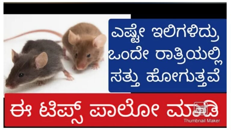 ಈ ಉಪಾಯ ಮಾಡಿ ನೋಡಿ ಎಷ್ಟೇ ಇಲಿಗಳು ಇದ್ದರೂ ಒಂದೇ ರಾತ್ರಿಯಲ್ಲಿ ಮನೆ ಬಿಟ್ಟು ಹೋಗುತ್ತವೆ.!